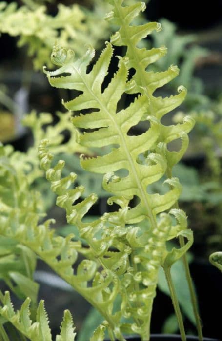 Welsh polypody 'Cambricum'