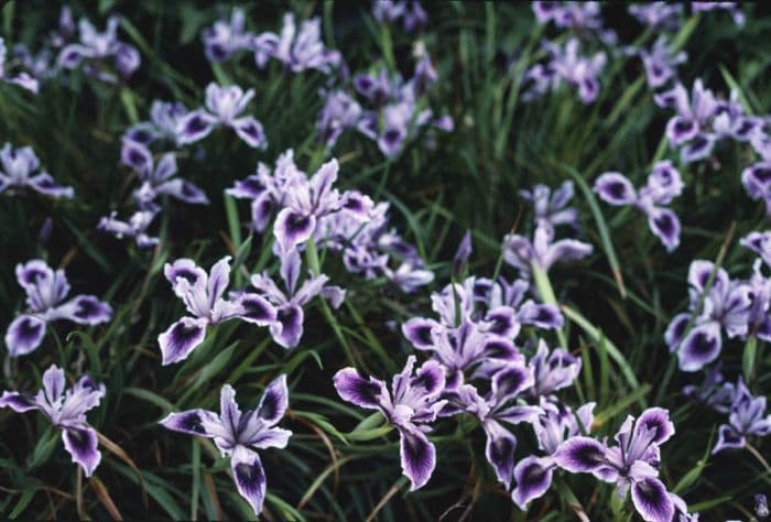 iris 'Banbury Beauty'