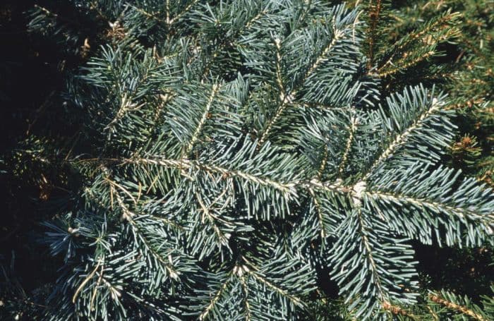 compact corkbark fir