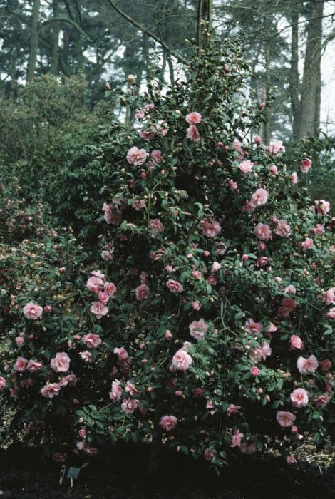 camellia 'J.C. Williams'