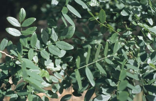 Japanese pagoda tree