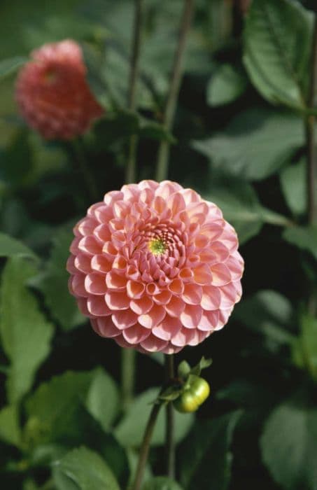 dahlia 'Hamari Rosé'