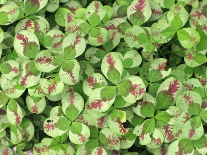 white clover 'Dragon's Blood'