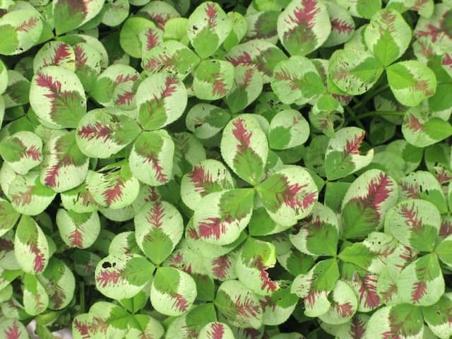 White clover 'Dragon's Blood'