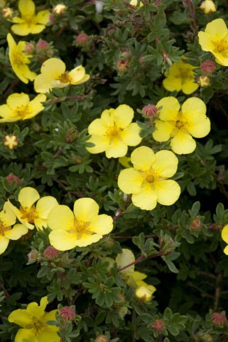 shrubby cinquefoil 'Elizabeth'