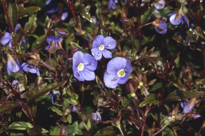 speedwell 'Georgia Blue'