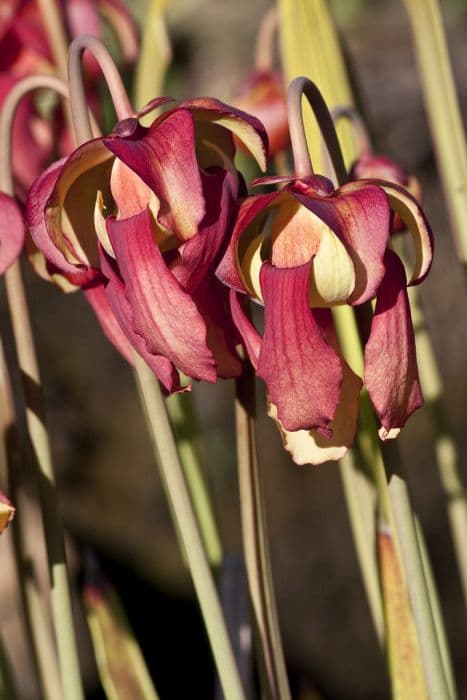 pitcher plant 'Brooks's Hybrid'