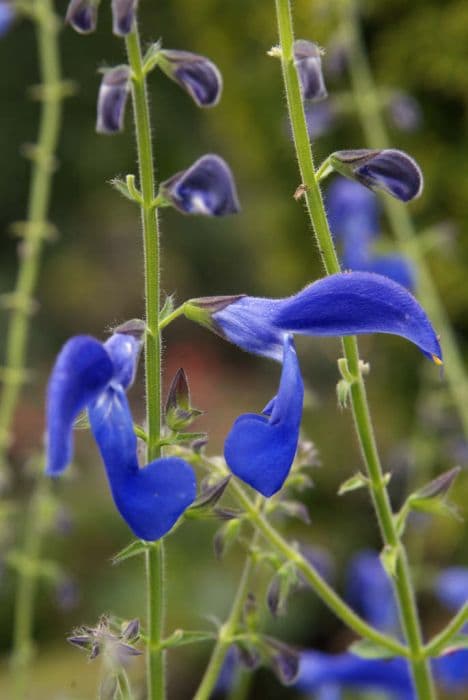 gentian sage 'Guanajuato'