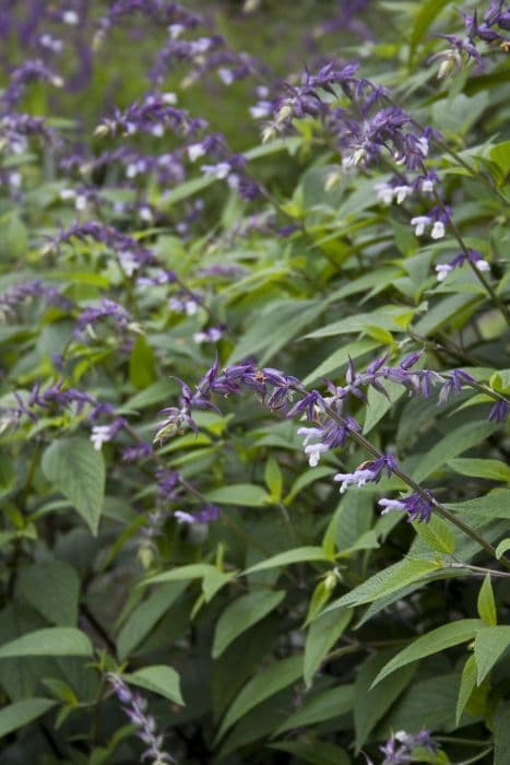 sage 'Phyllis' Fancy'