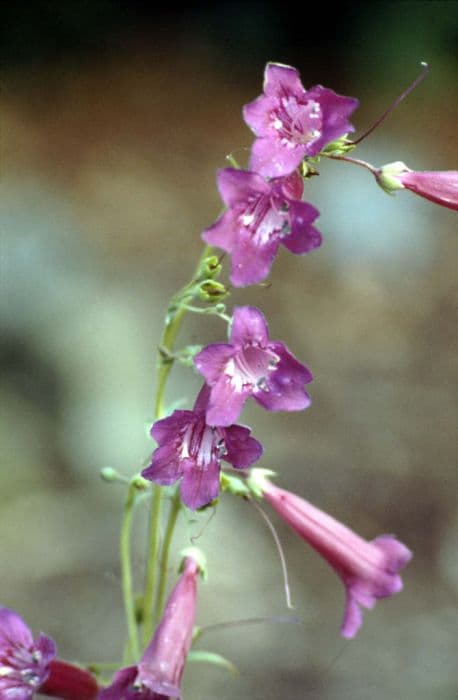 penstemon 'Blackbird'