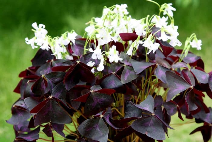 purpleleaf false shamrock