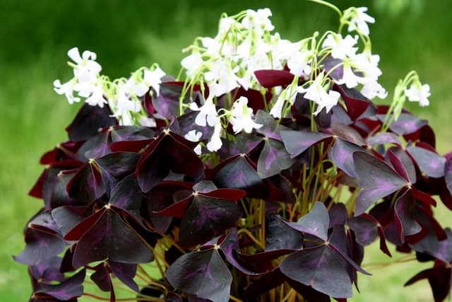 Purpleleaf false shamrock