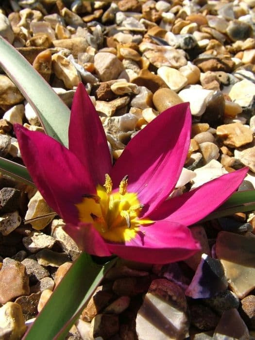 Kurdish tulip