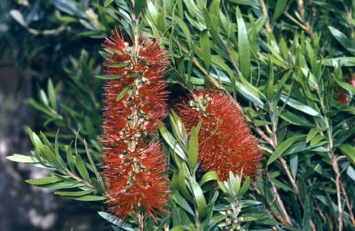 crimson bottlebrush 'Splendens'