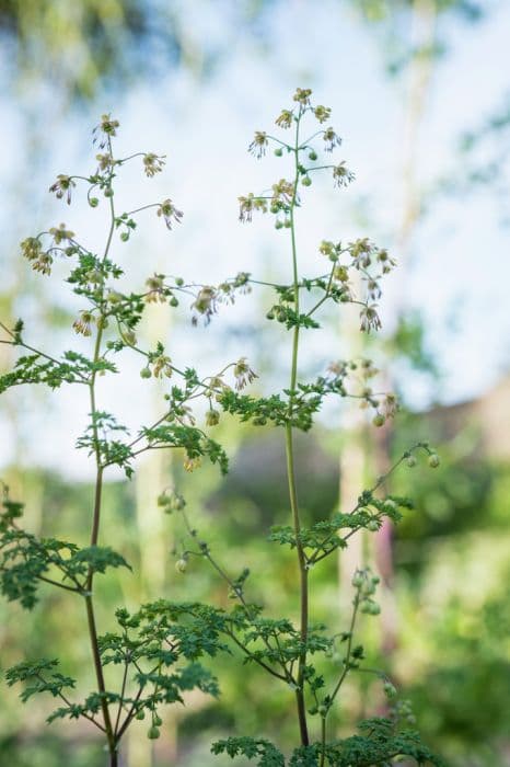 Isopyrum-like meadow rue