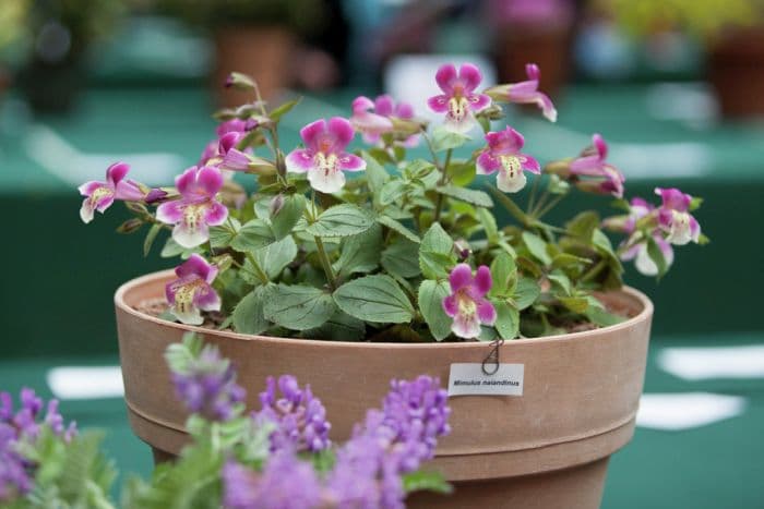 Chilean monkey flower