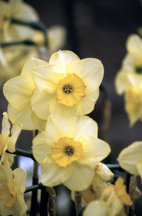 daffodil 'Highfield Beauty'