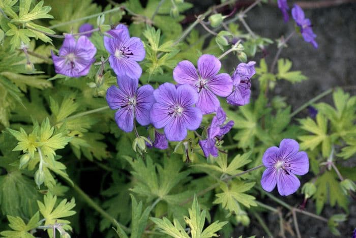 cranesbill [Blue Sunrise]