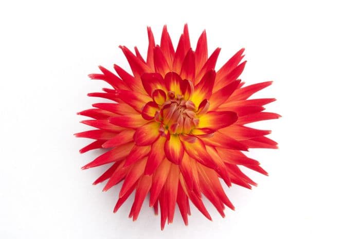 dahlia 'Karma Bon Bini'