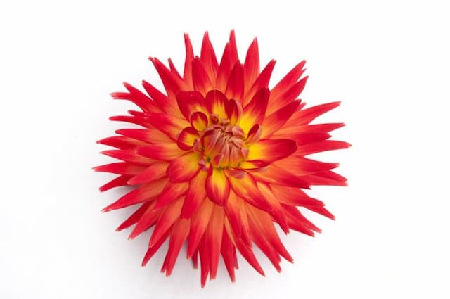 Dahlia 'Karma Bon Bini'