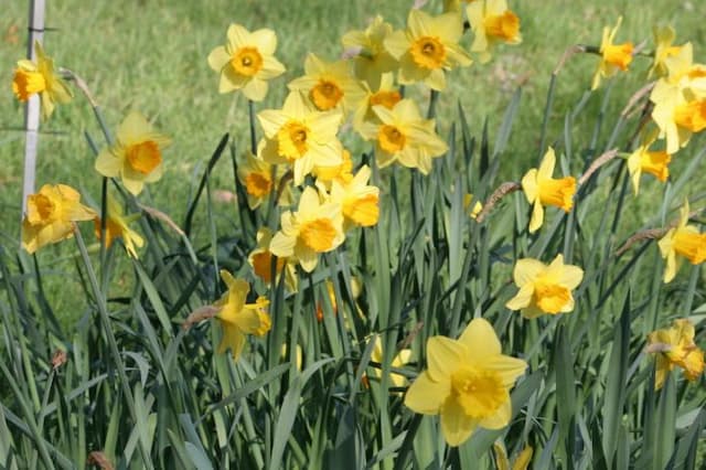 Daffodil 'Fortune'