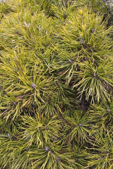 Austrian pine 'Moseri'