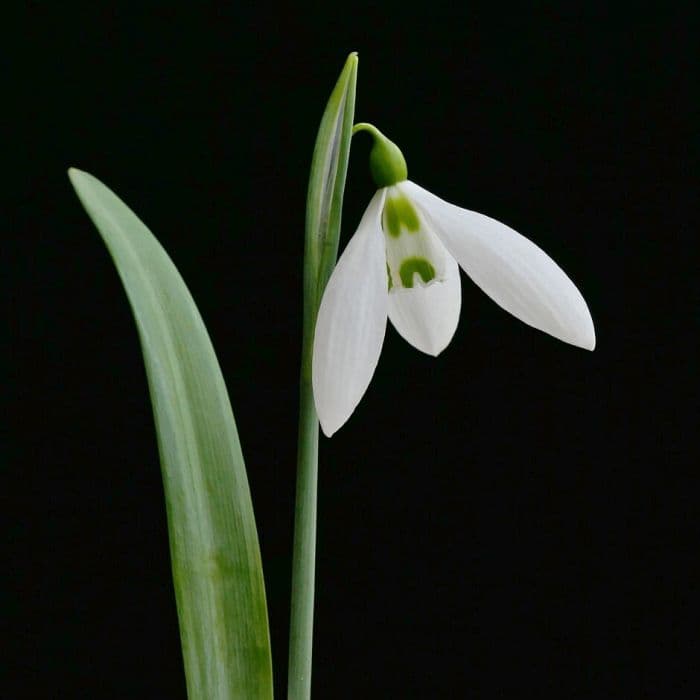 snowdrop 'Sentinel'