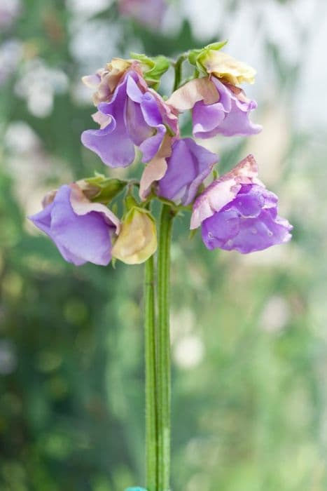 hybrid sweet pea 'Erewhon'