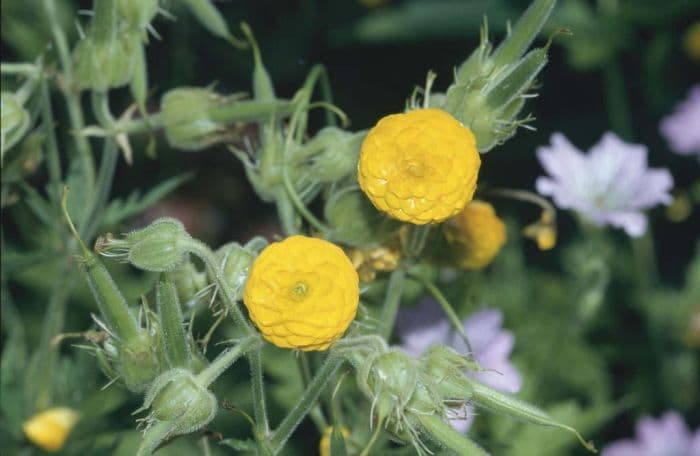 double meadow buttercup