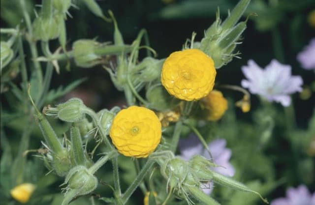 Double meadow buttercup