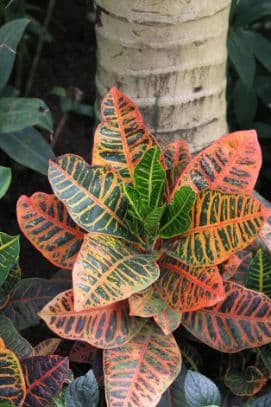 Variegated Croton 'Petra'