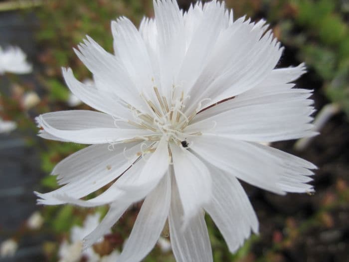 chicory (white form)