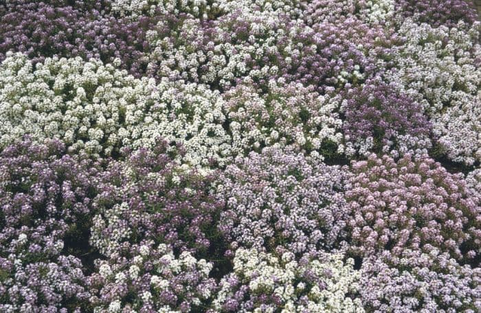 sweet alyssum Golf Series