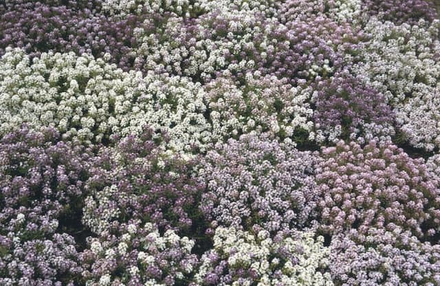 Sweet alyssum Golf Series