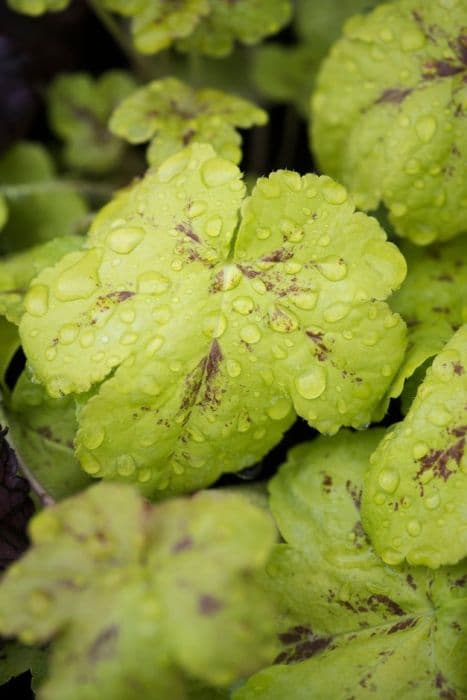 heucherella 'Yellowstone Falls'