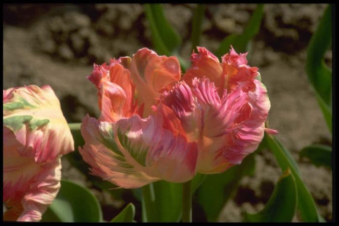 tulip 'Apricot Parrot'