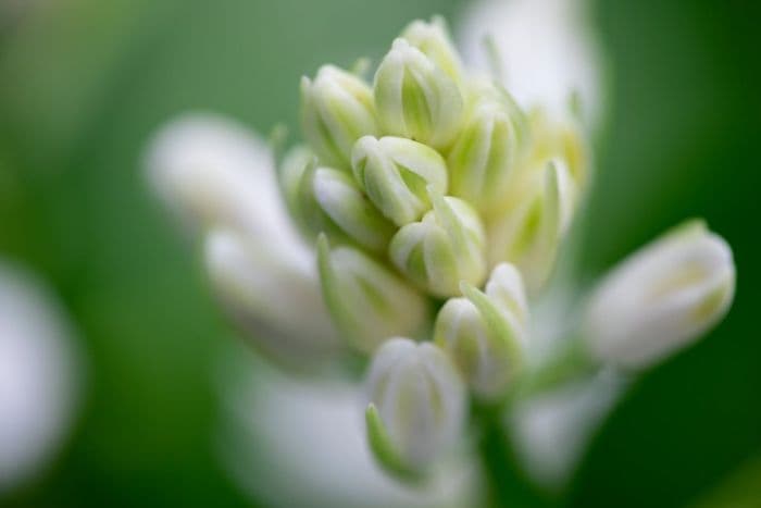 Pyrenean squill 'Alba'