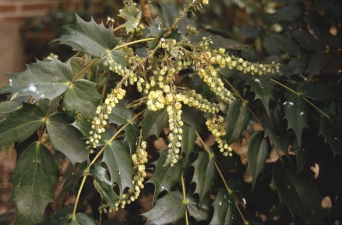 Japanese mahonia