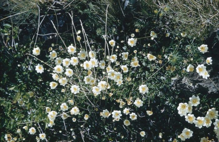 mountain avens