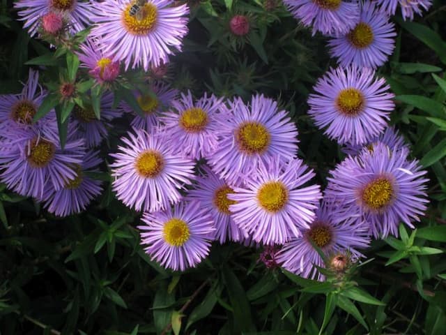 New England aster 'Mrs S.T. Wright'