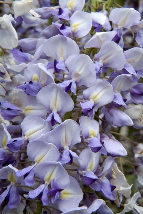 Japanese wisteria 'Lawrence'