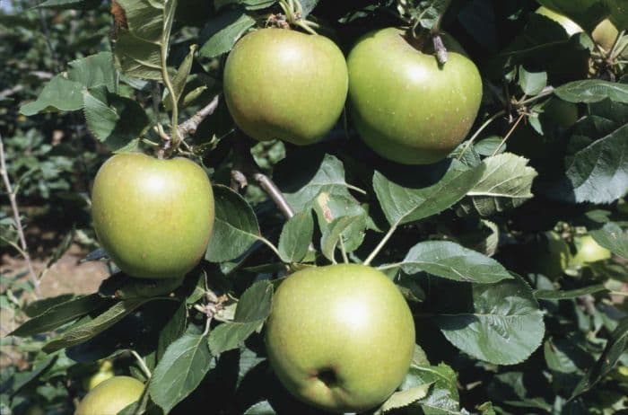 apple 'Belle de Boskoop'