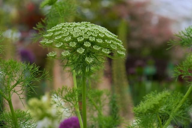 Toothpick plant