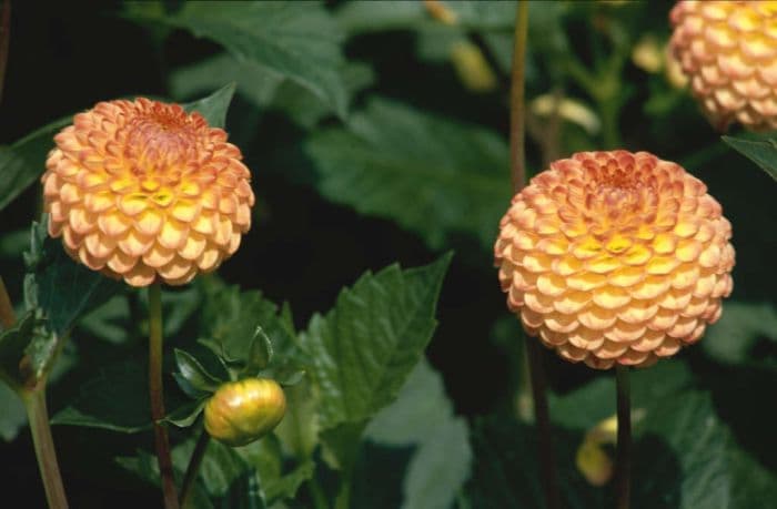 dahlia 'Minley Carol'