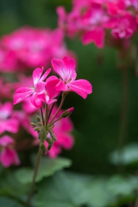 Pelargonium 'Petit Pierre'