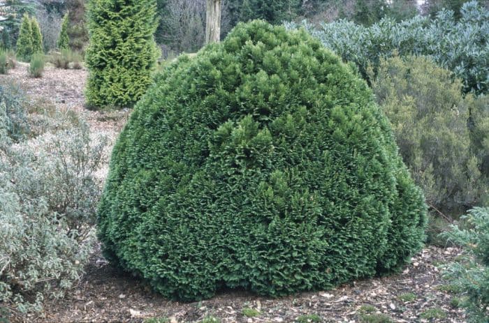 Lawson's cypress 'Minima Glauca'