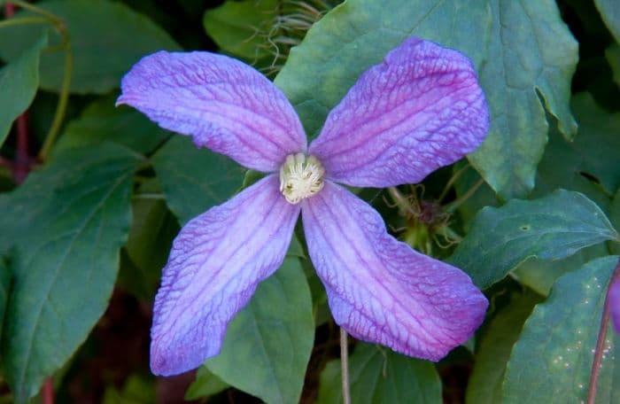 clematis 'Mrs T. Lundell'