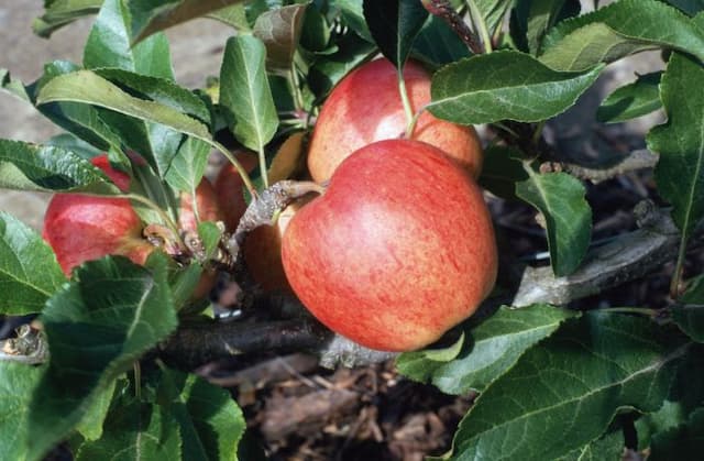 Apple 'Gala'