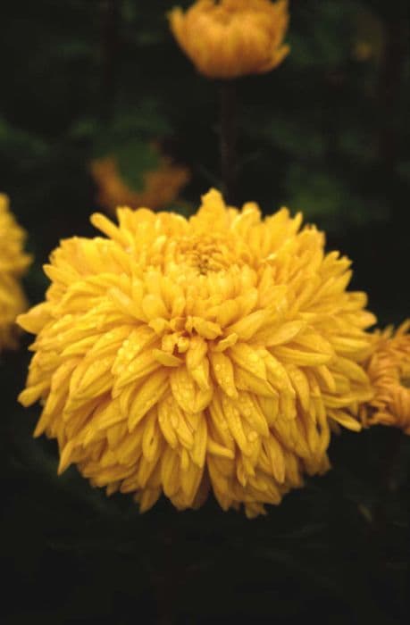 Chrysanthemum 'Eastleigh'
