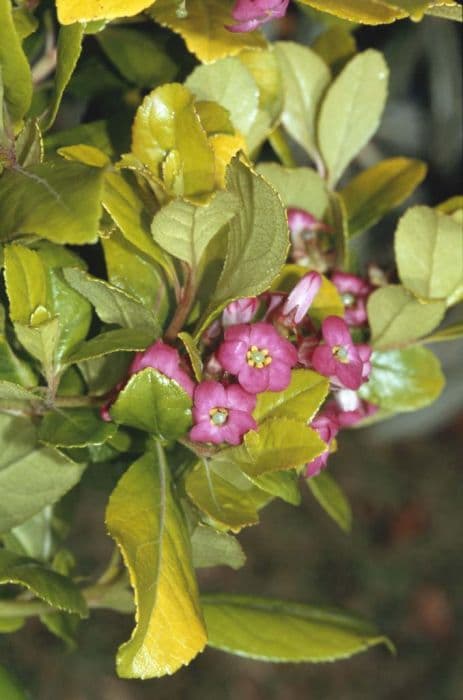 escallonia 'Gold Brian'